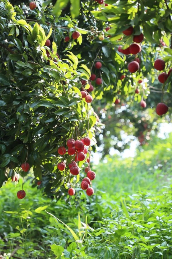 配资股票交易 错过等一年！黄埔「压轴甜蜜」等你带回家！